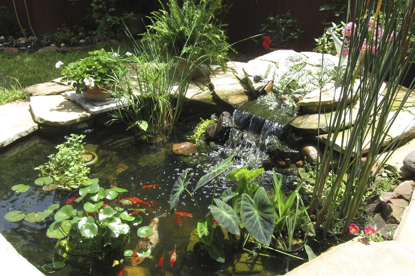 Водная клумба для декоративного водоема