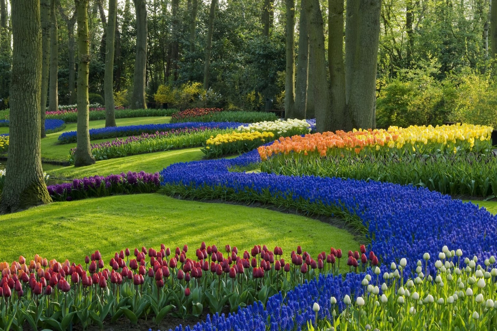 Рабатка - колоритный цветник, врезанный прямо в газон