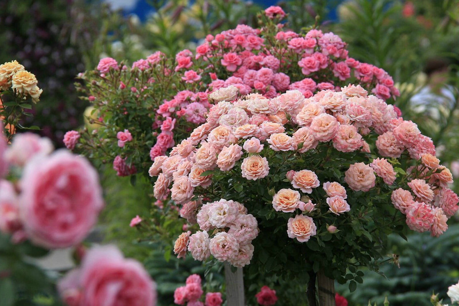 Розарий в загородном доме