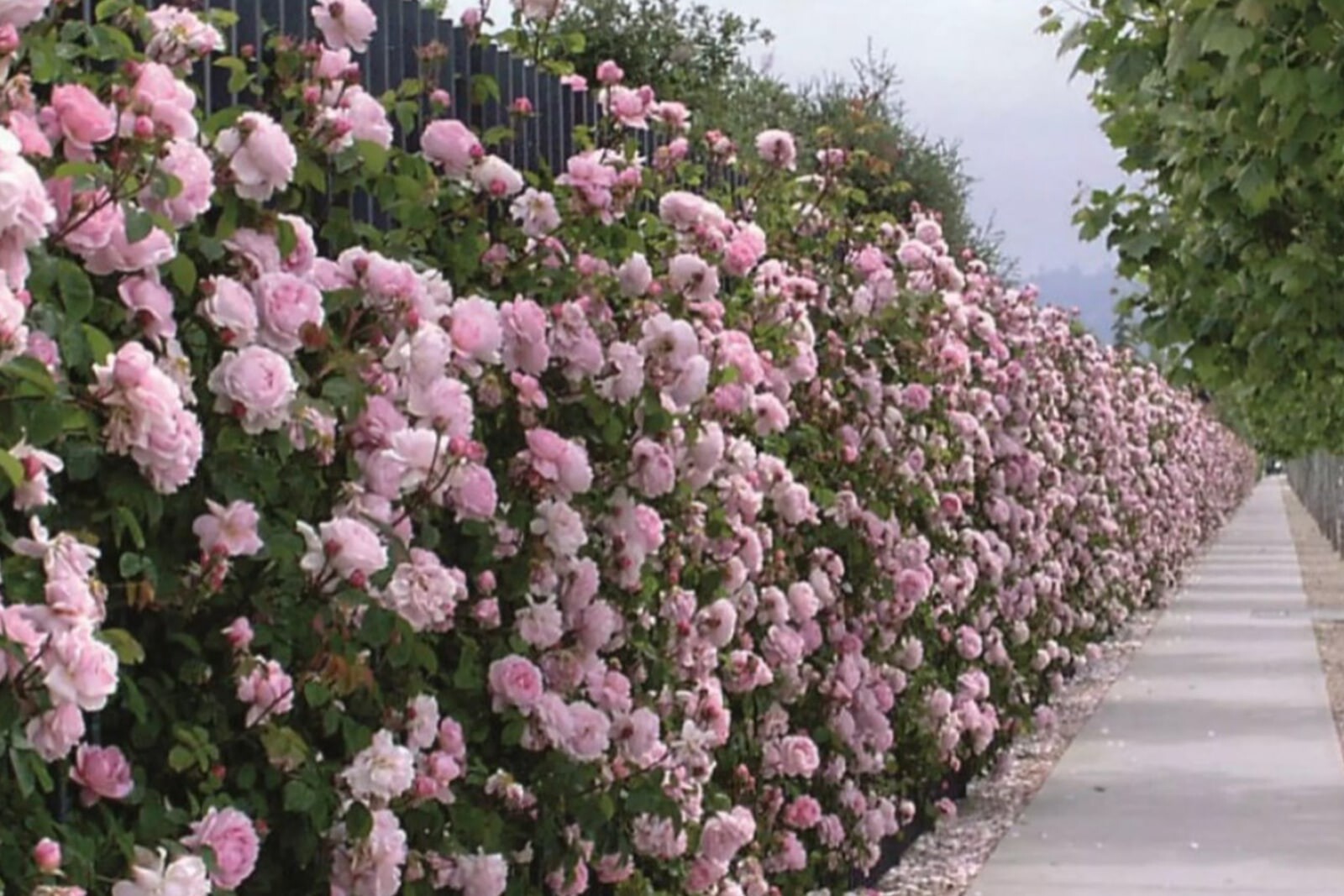 Изгородь из роз