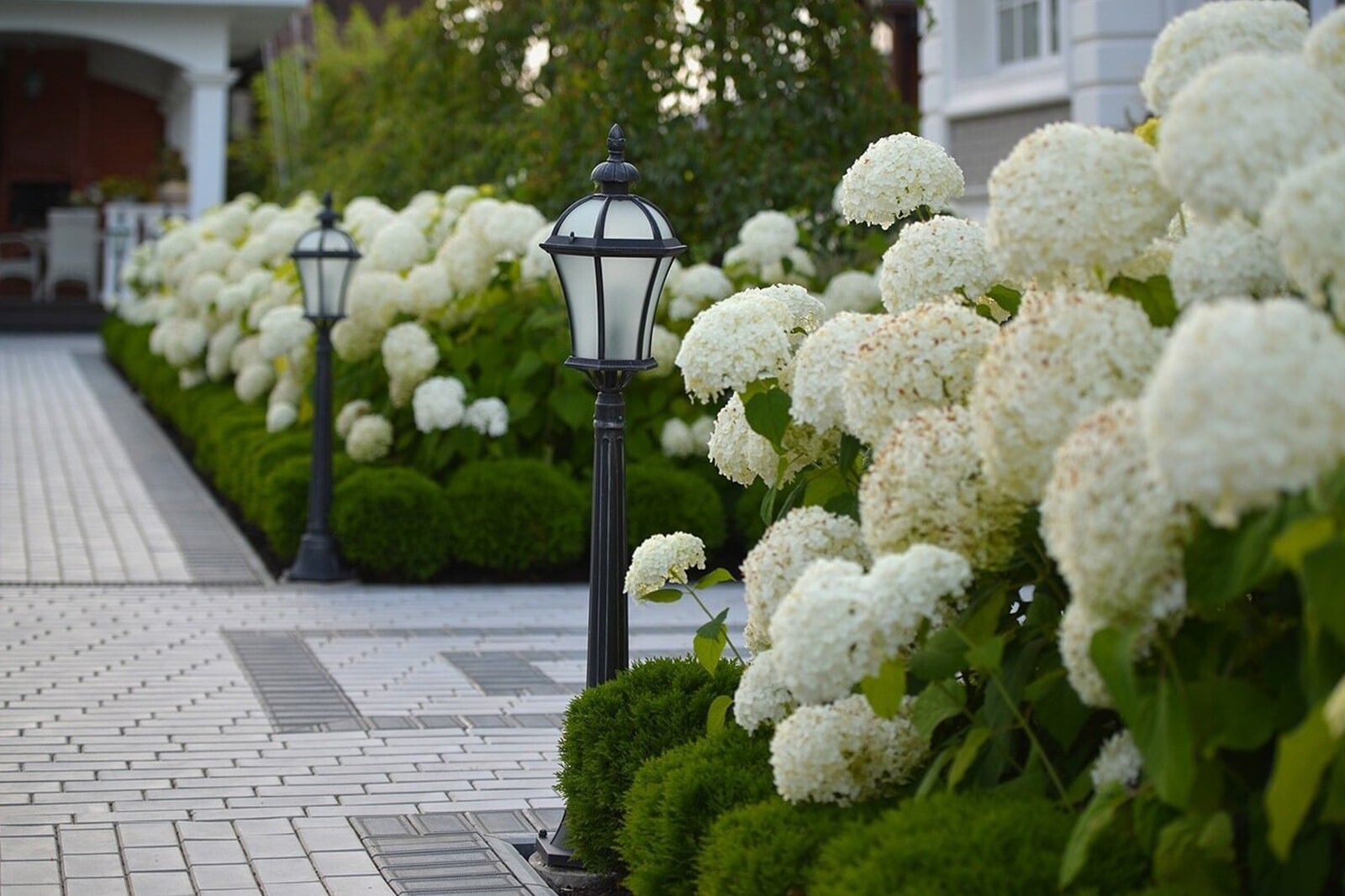 Изгородь из гортензий