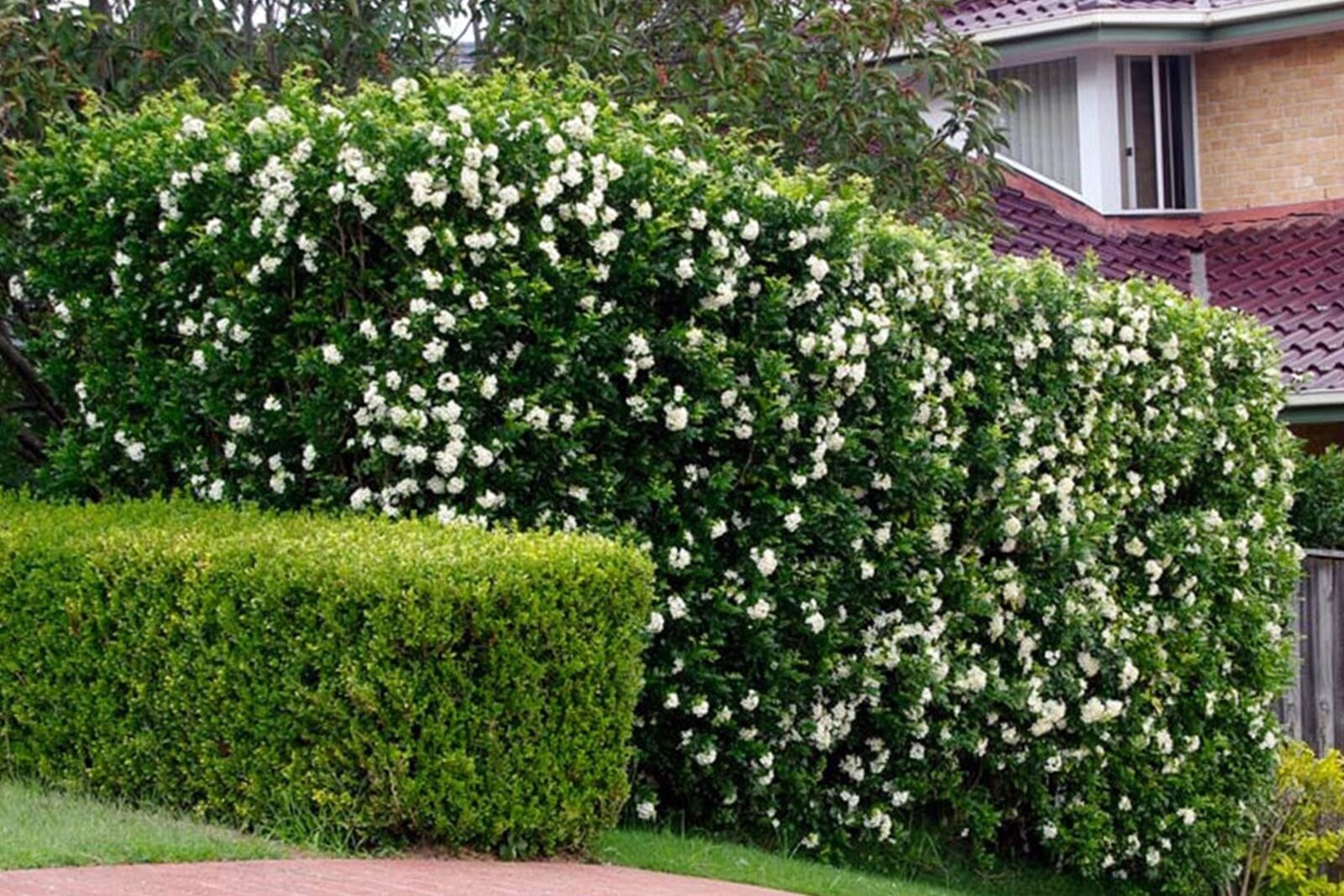 Изгородь из жимолости