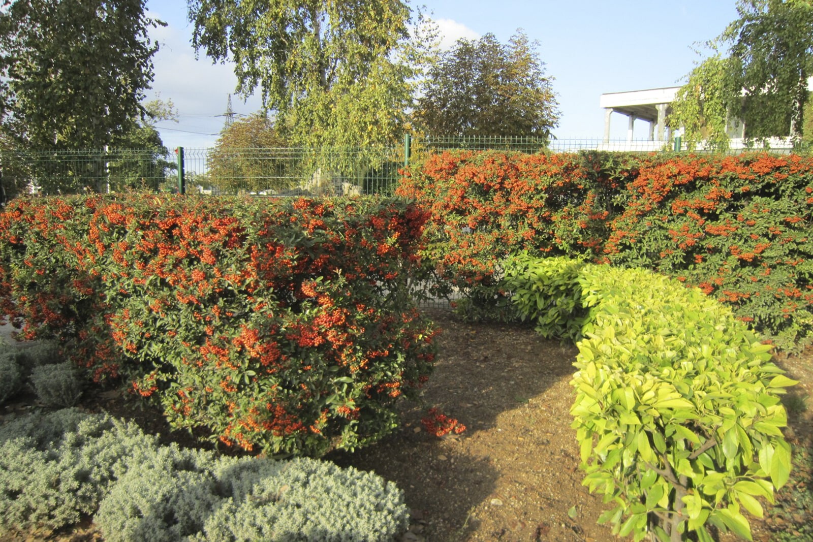 Изгородь из айвы японской