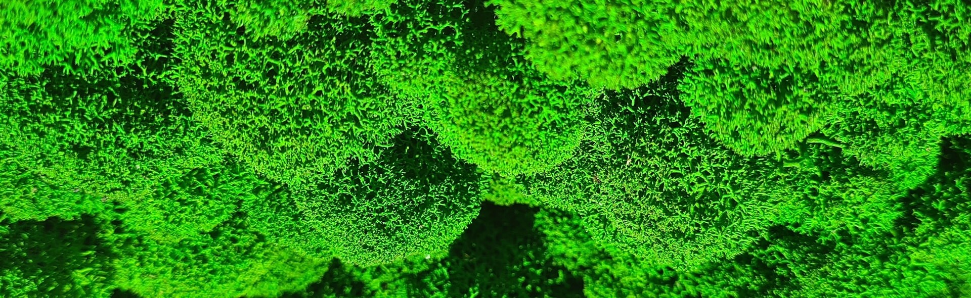 Стабилизированный мох