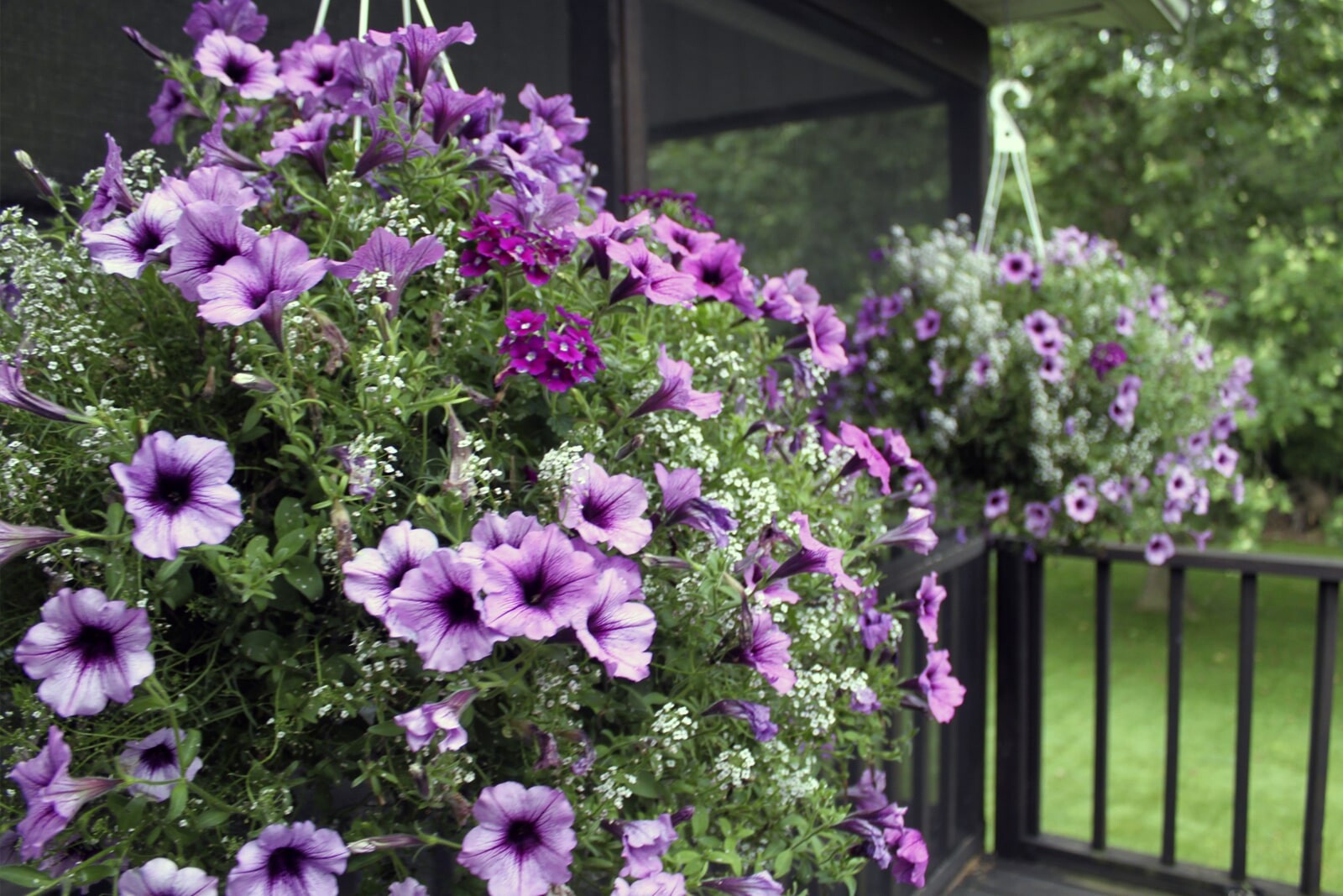 Подвесные кашпо с петуниями