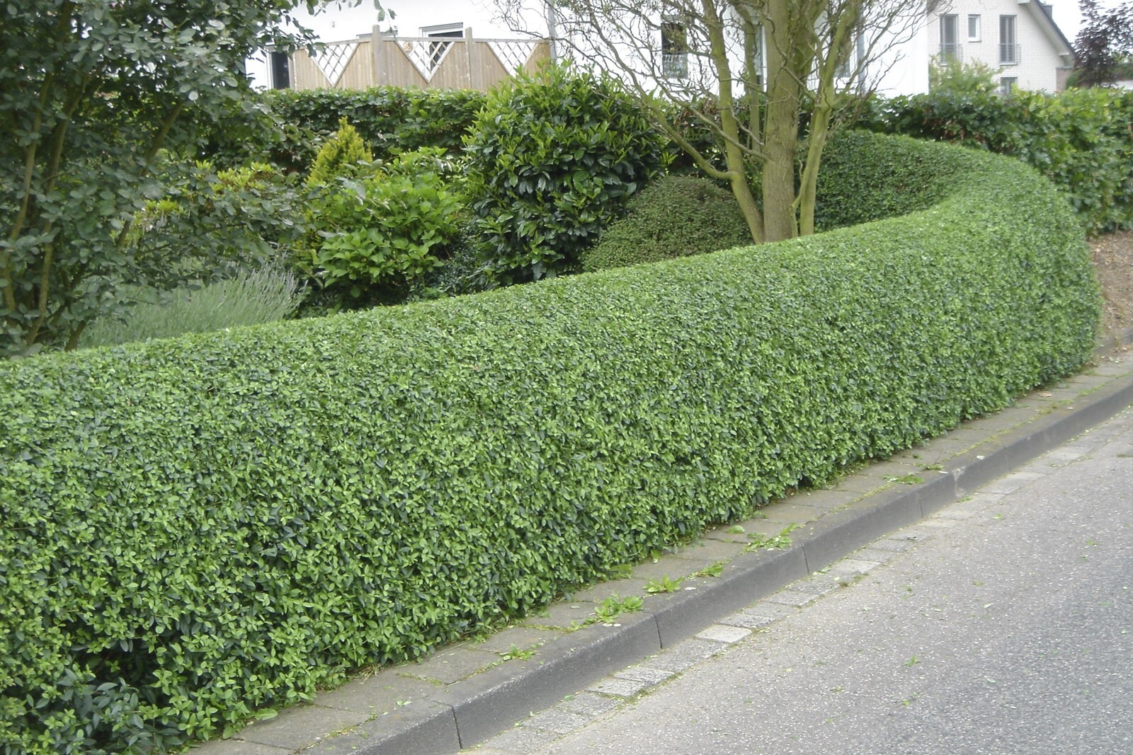 Живая изгородь из бирючины