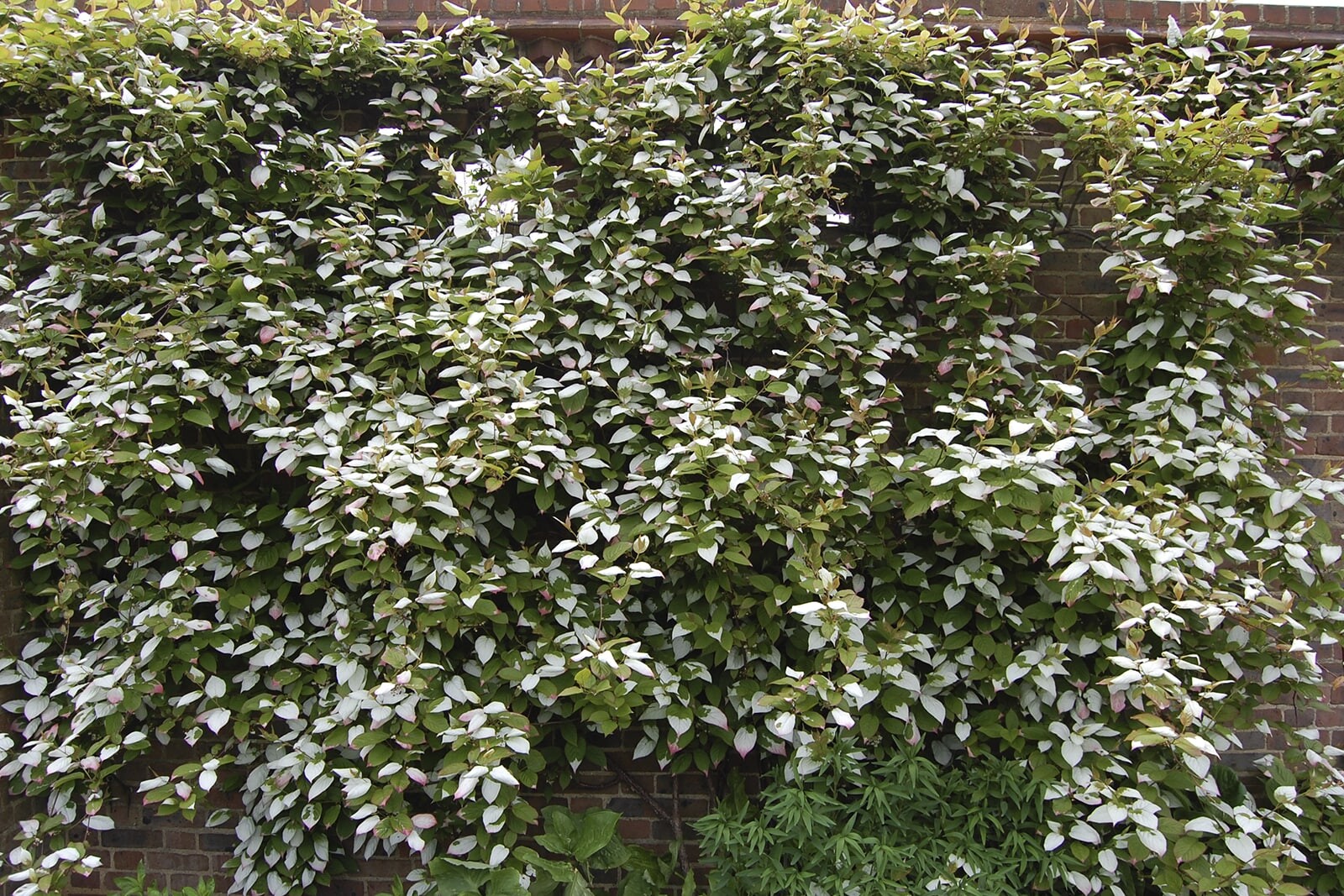 Изгородь из лимонника китайского