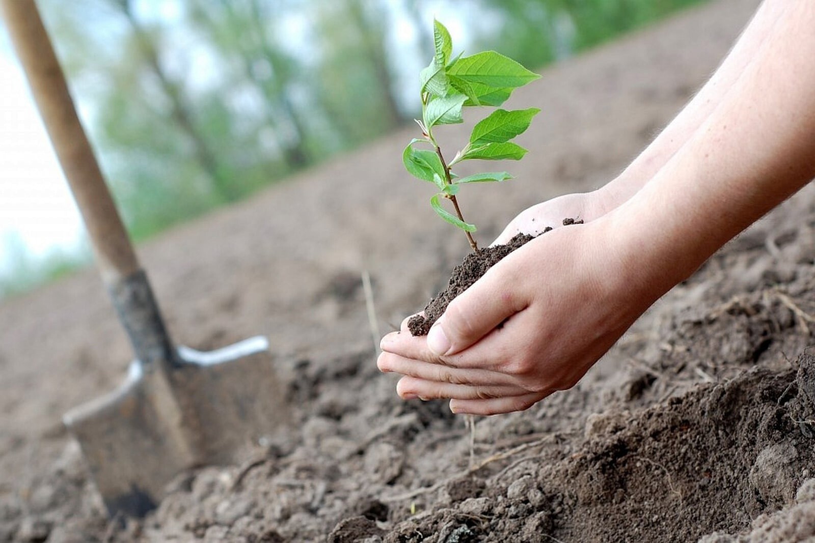Посадка дерева весной