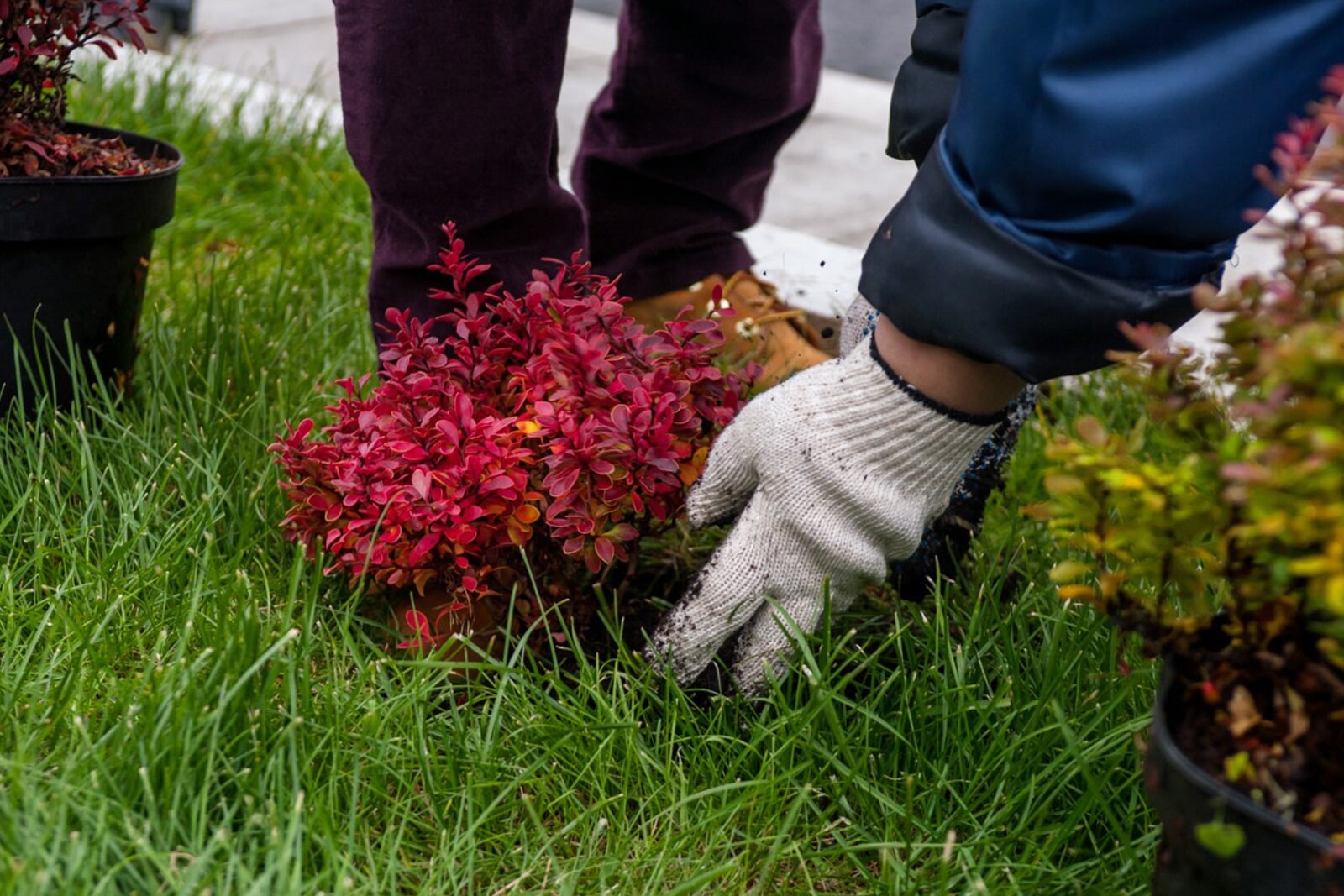 Посадка кустов краснолистного барбариса