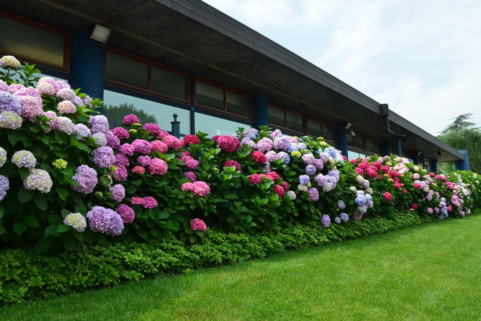 Лужайка с гортензиями перед домом