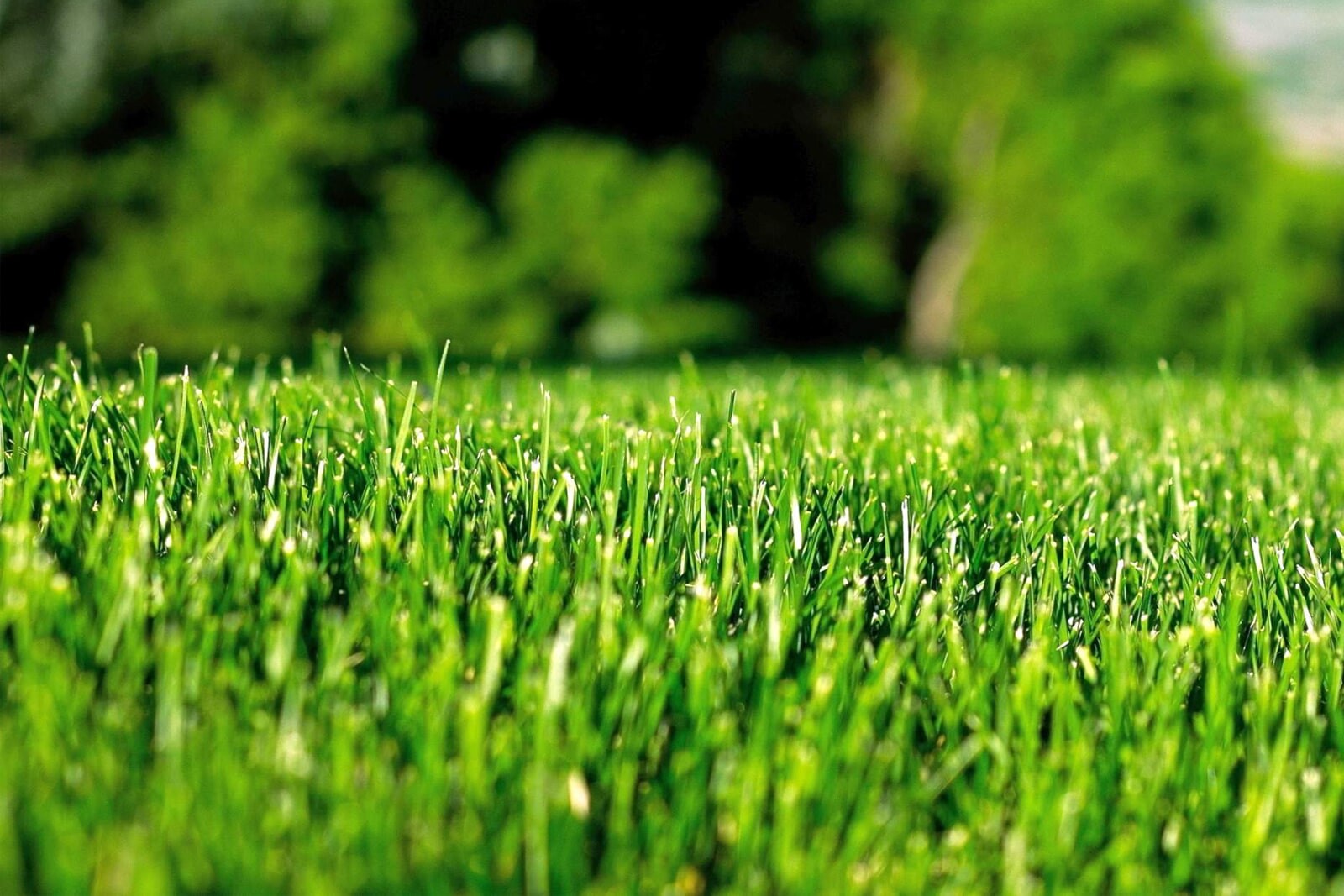 Обыкновенный газон высшего качества