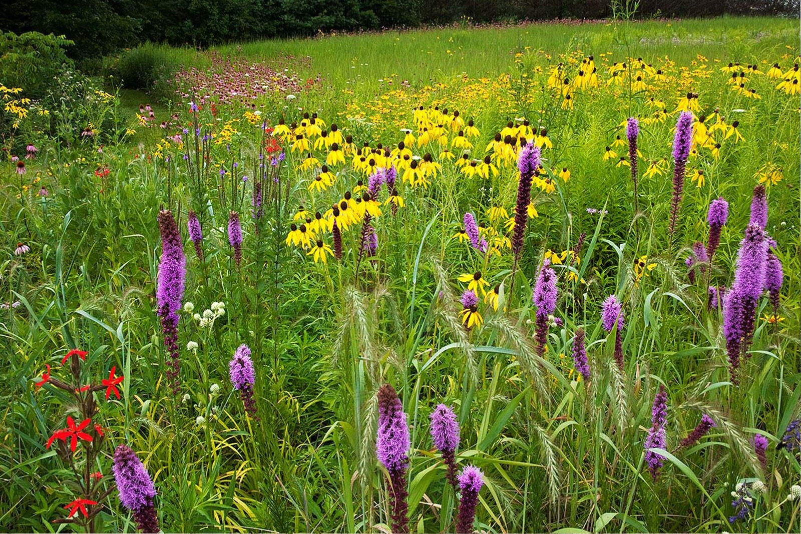 Луговой газон в открытой парковой зоне