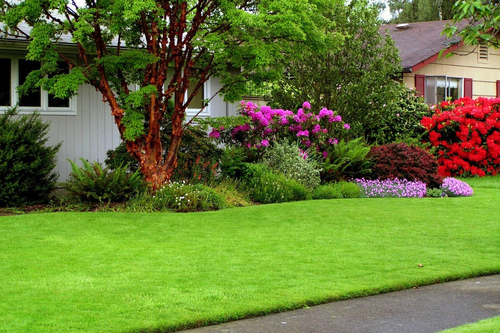 Популярный газон для нашего климата - садово-парковый
