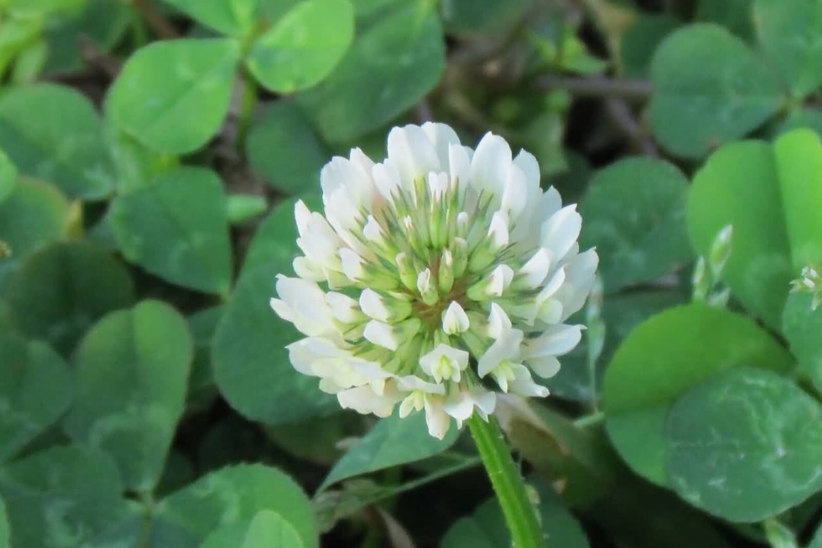 Клевер белый