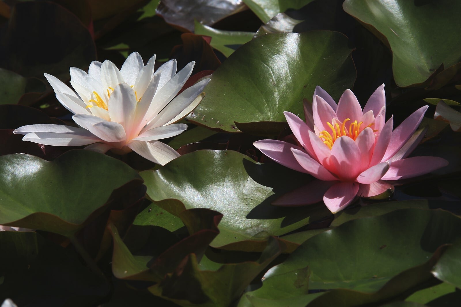 Карликовые кувшинки