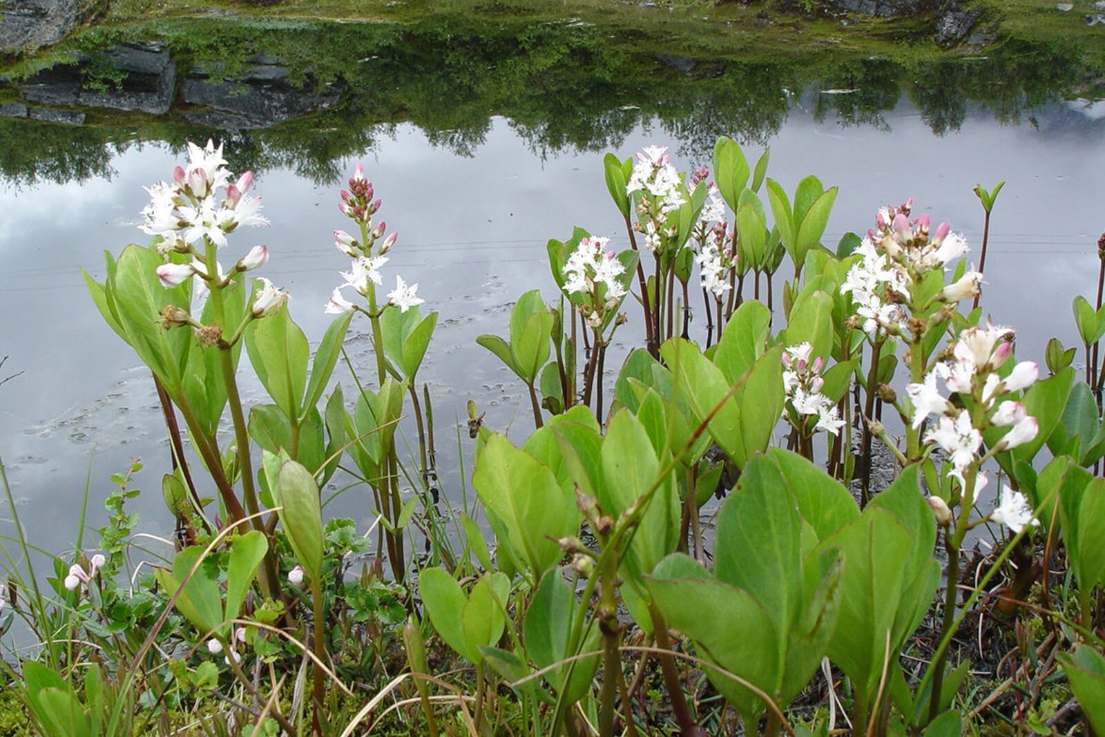 Вахта трехлистная