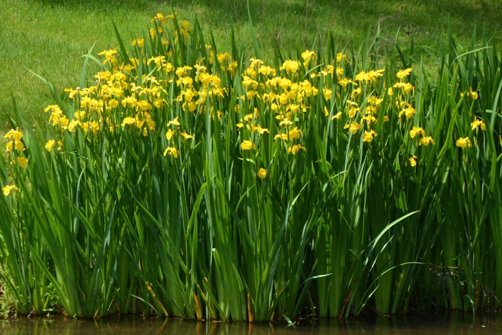 Ирис ложноаировый