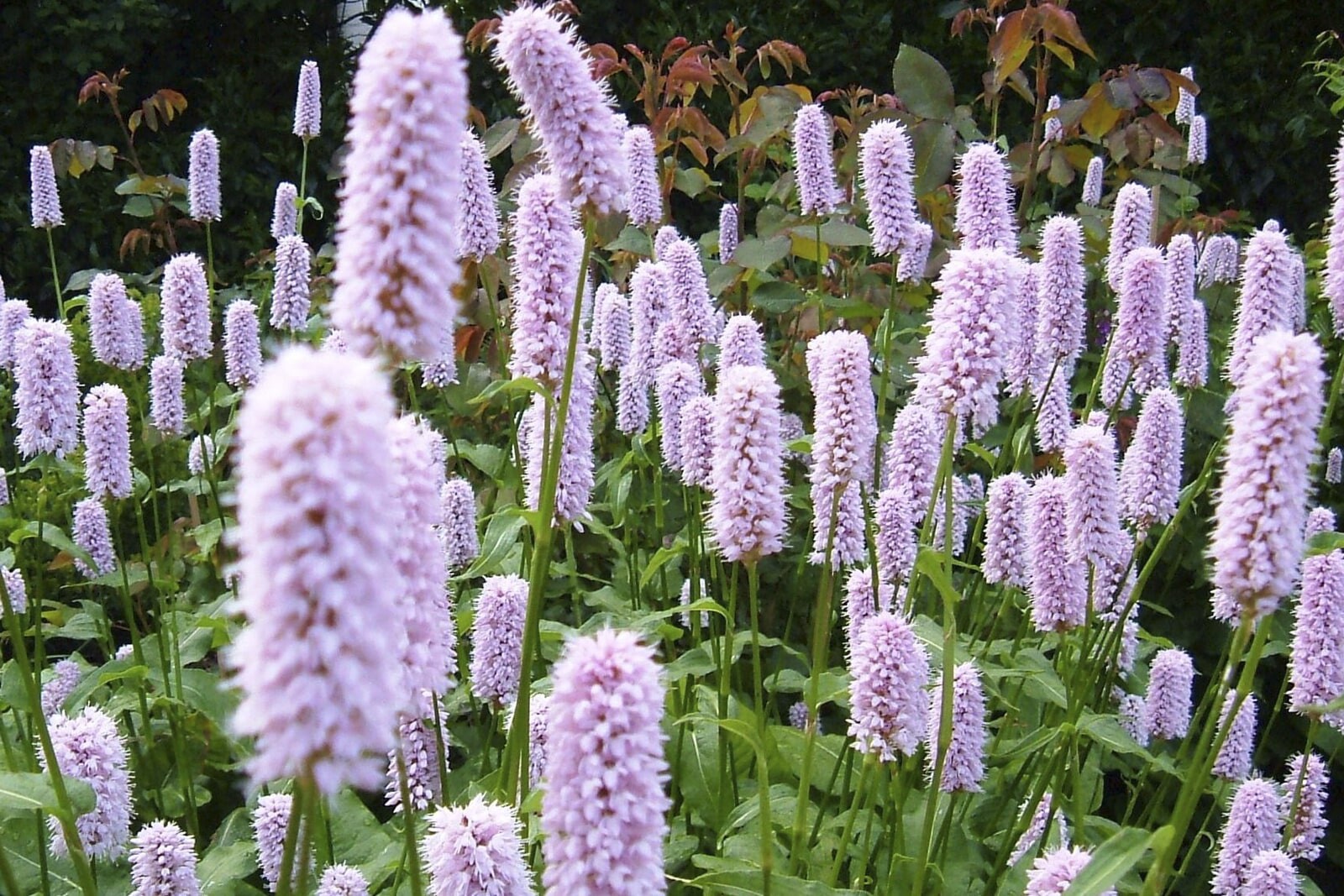 Горец змеиный