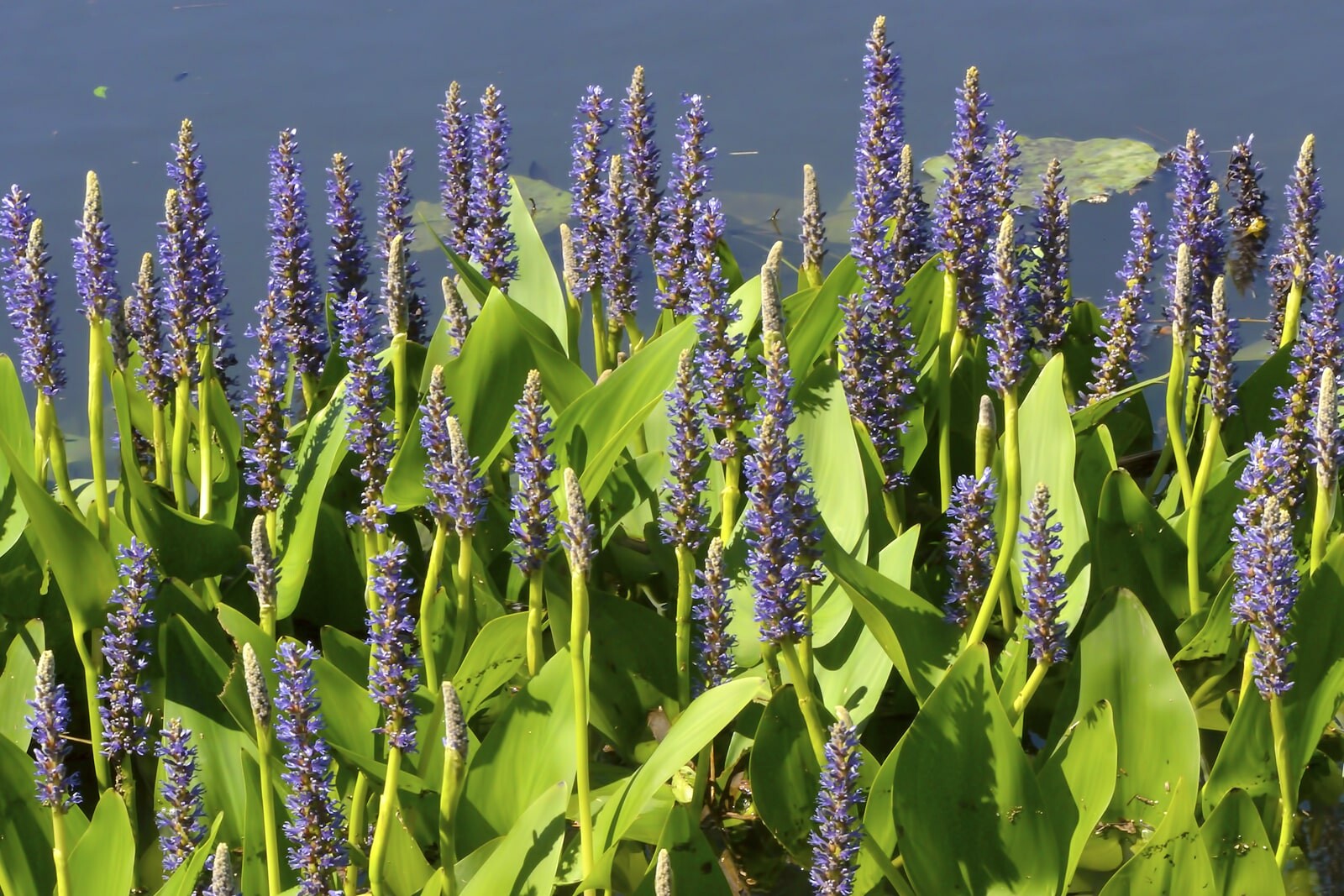 Понтедерия