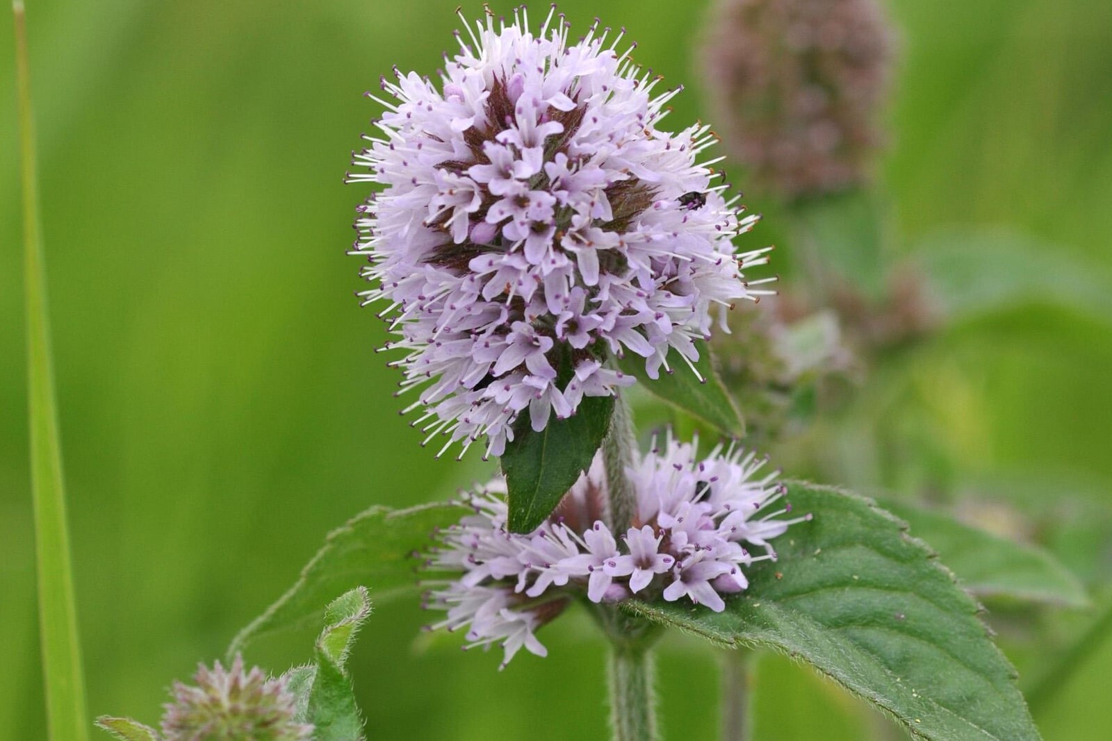 Мята водная