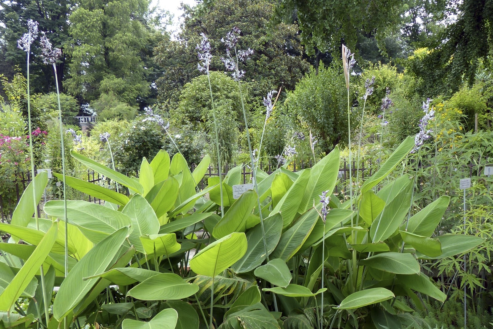 Талия припудренная