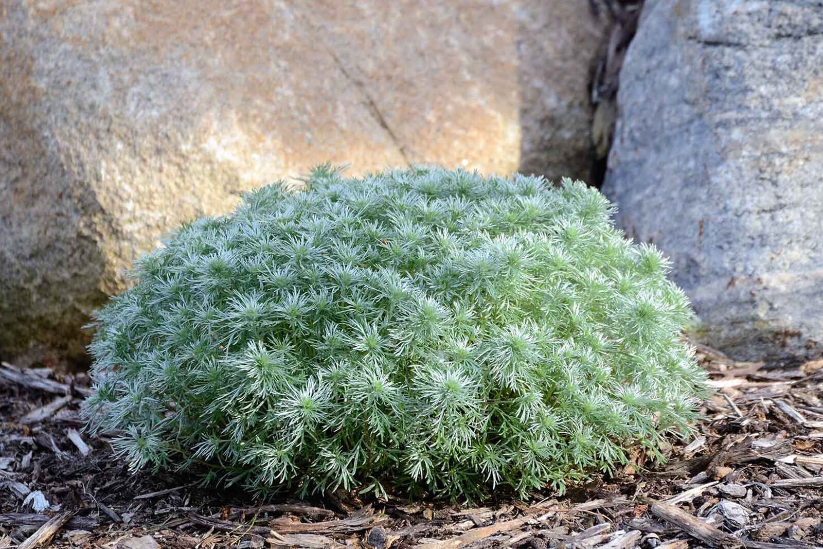 Полынь Шмидта