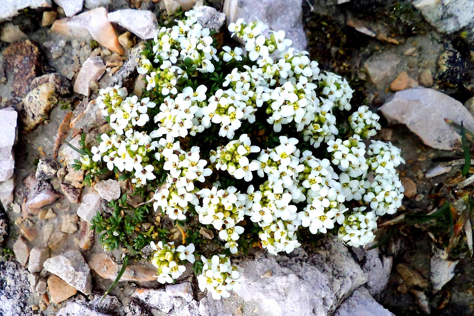 Двусемянник альпийский
