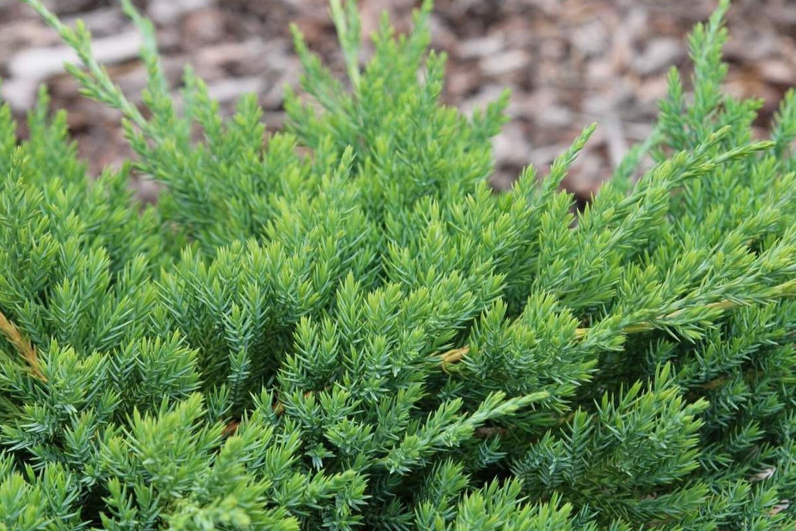 Можжевельник