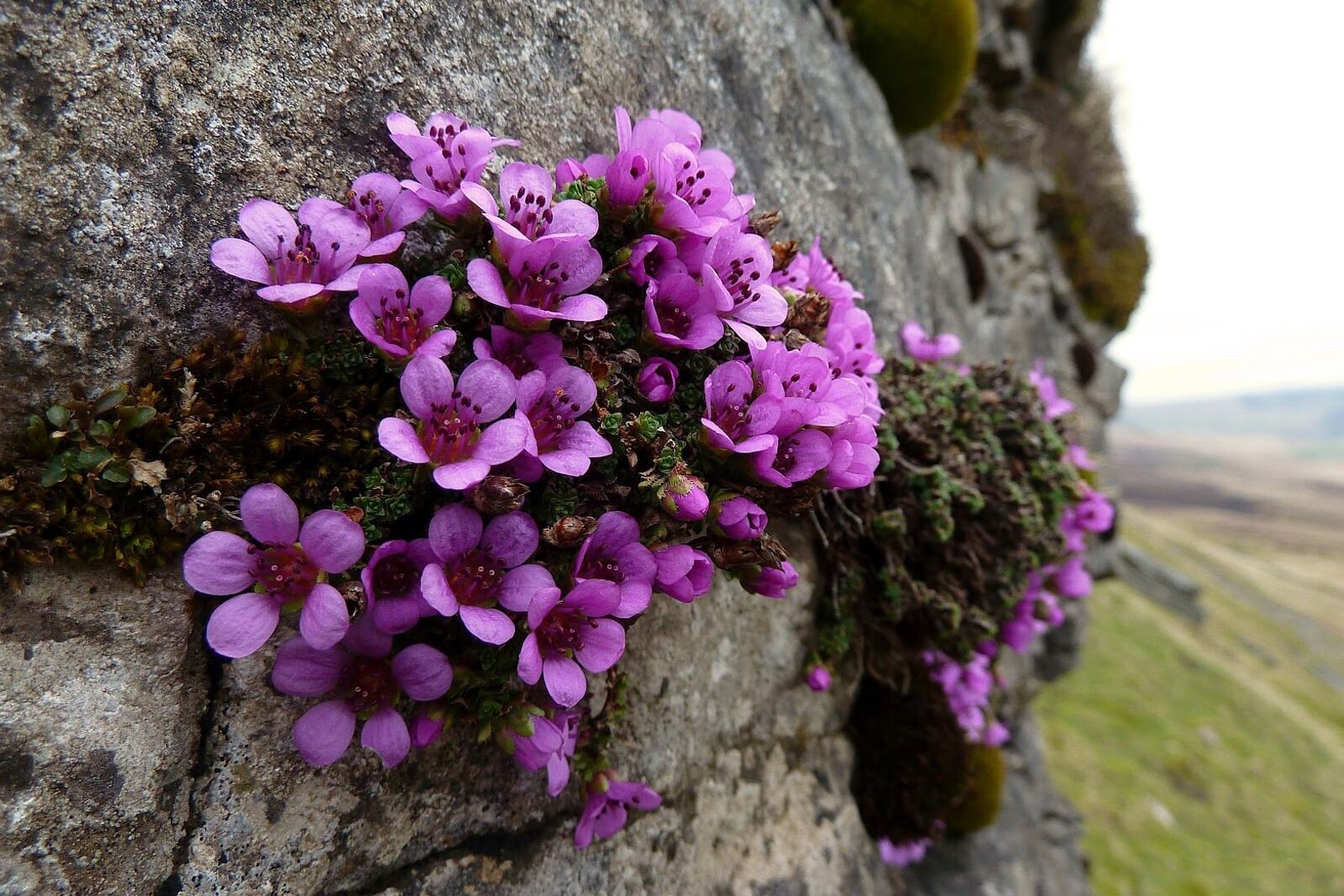 Камнеломка