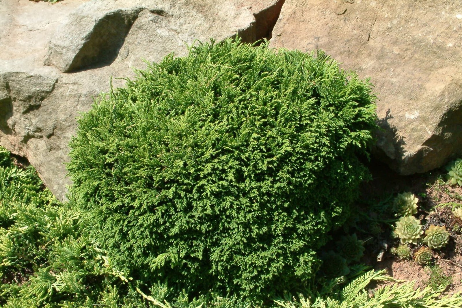 Кипарисовик горохоплодный