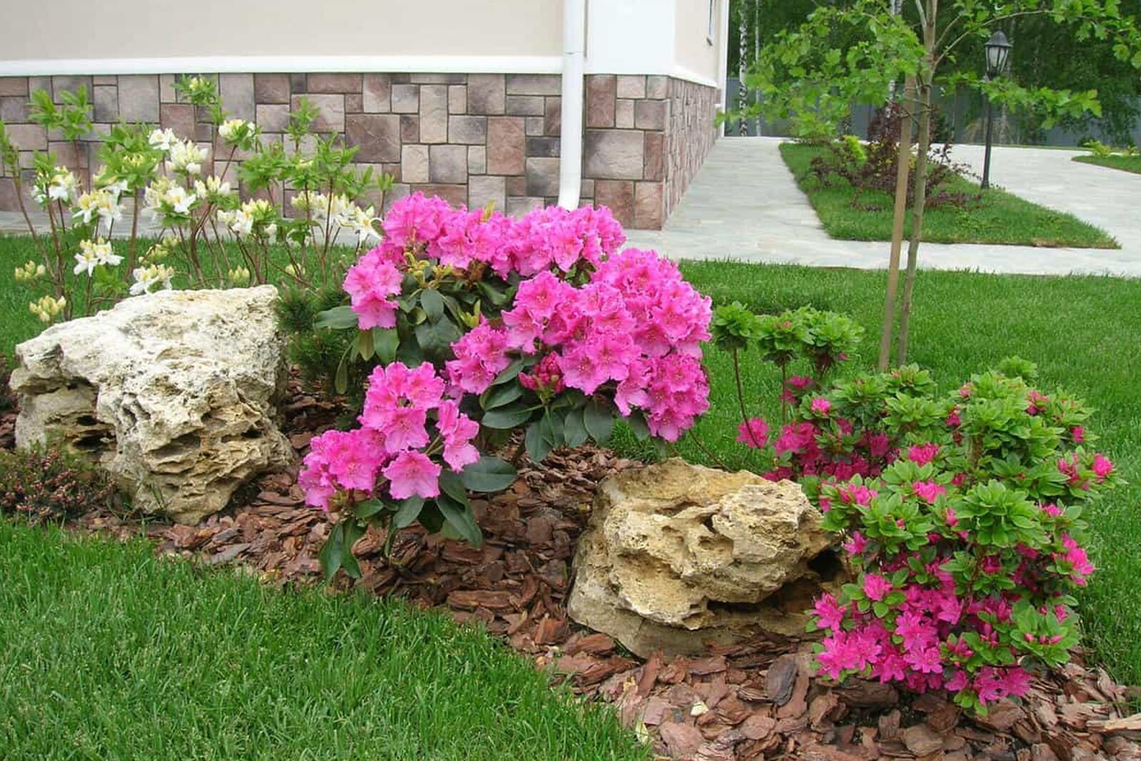 Рододендроны