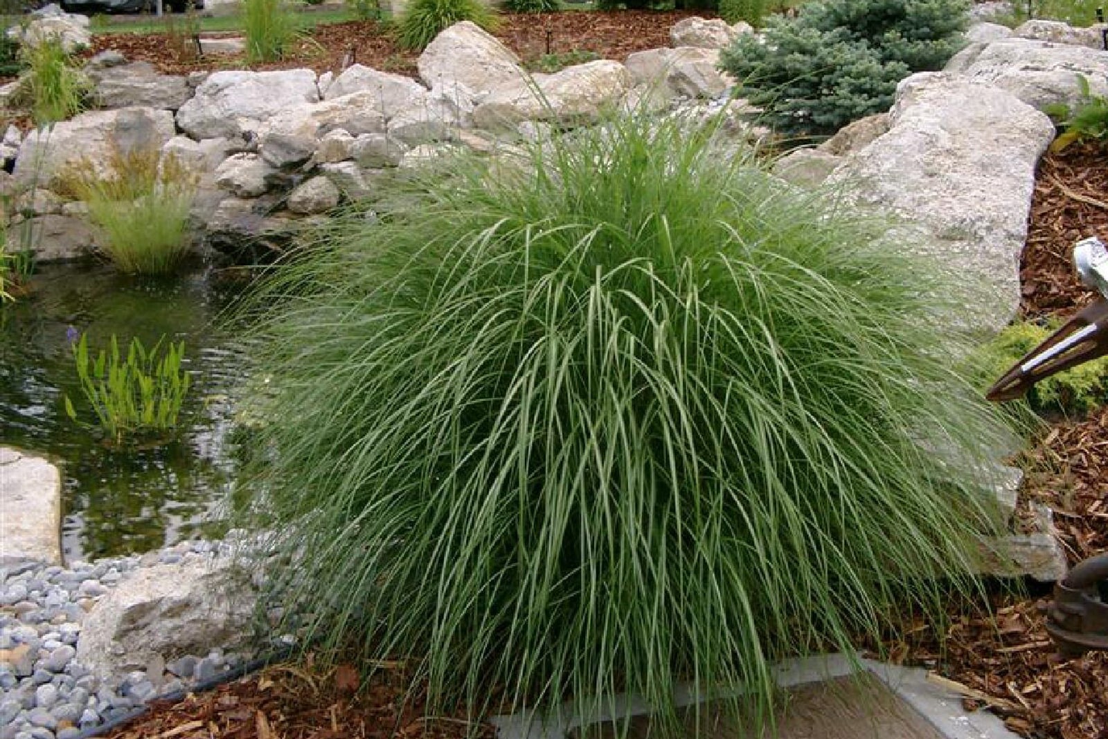 Камыш поникающий