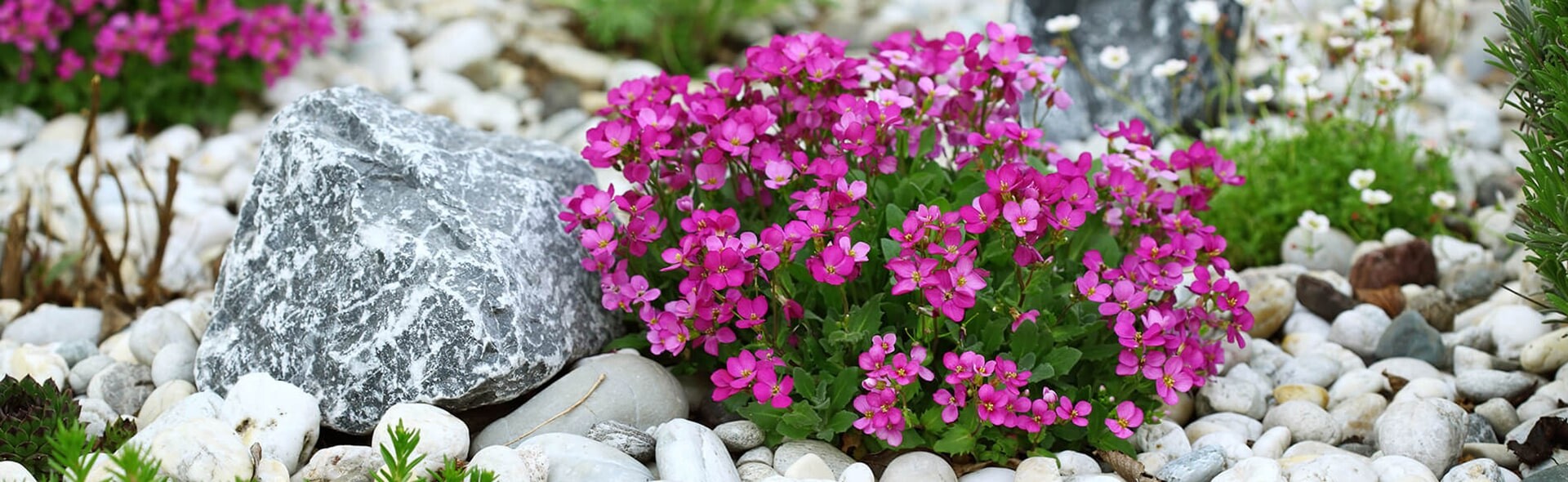 Альпинарий